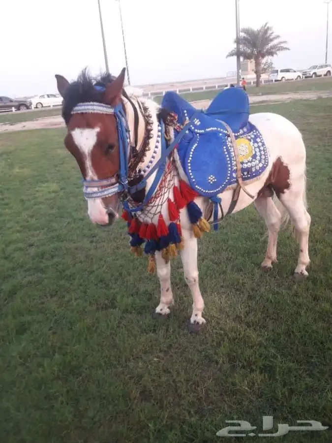 تاجير خيل و السيسي و البوني و العب الطفال 21