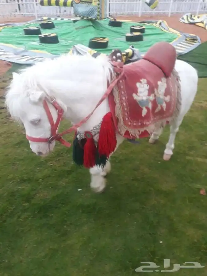 تاجير خيل و السيسي و البوني و العب الطفال 6