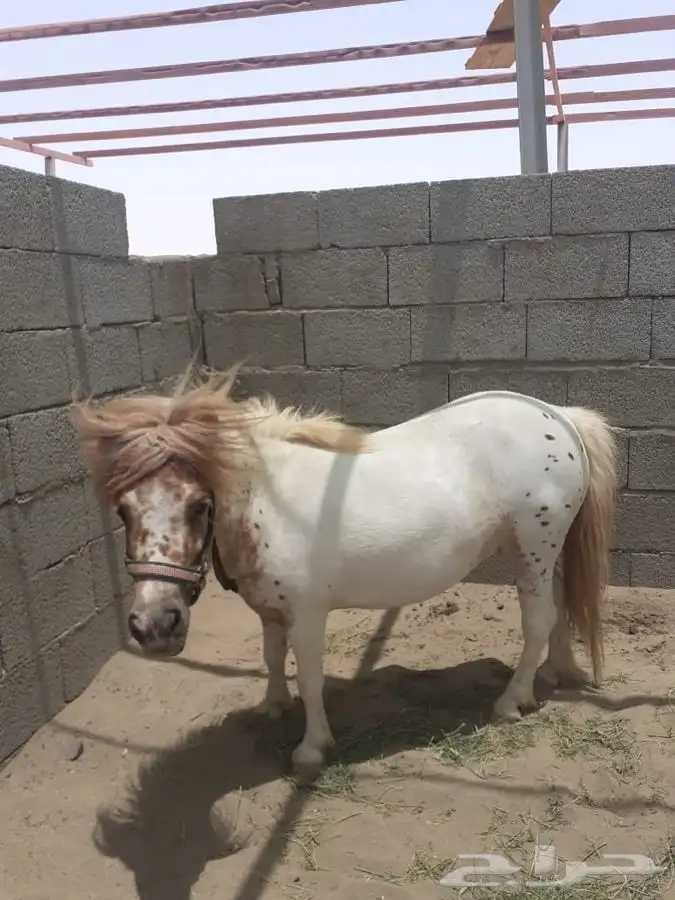 تاجير خيل و السيسي و البوني و العب الطفال 26