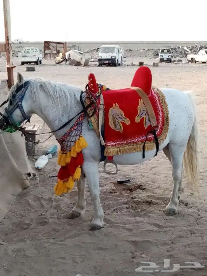 تاجير خيل و السيسي و البوني و العب الطفال 17