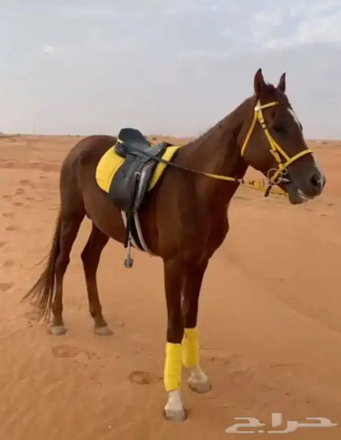 تاجير خيل و السيسي و البوني و العب الطفال 9