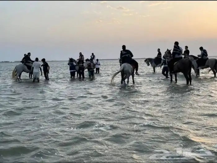 تاجير خيل و السيسي و البوني و العب الطفال 5