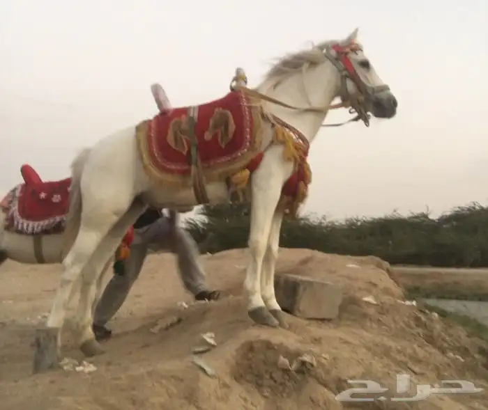 تاجير خيل و السيسي و البوني و العب الطفال 19