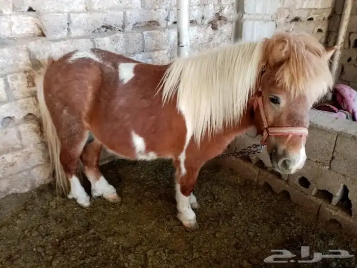 تاجير خيل و السيسي و البوني و العب الطفال 27