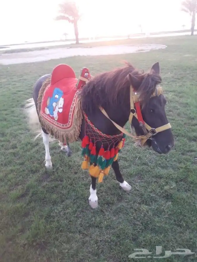 خيل و السيسي لايجار 28