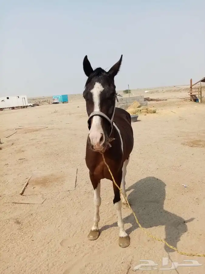 خيل و السيسي لايجار 38