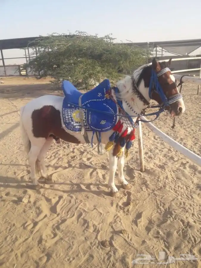 خيل و السيسي لايجار 27