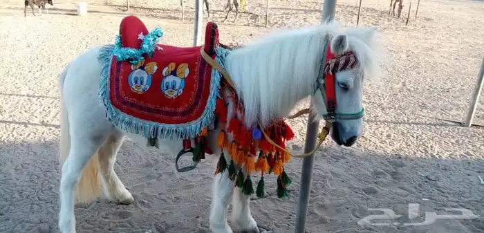 خيل و السيسي لايجار 39