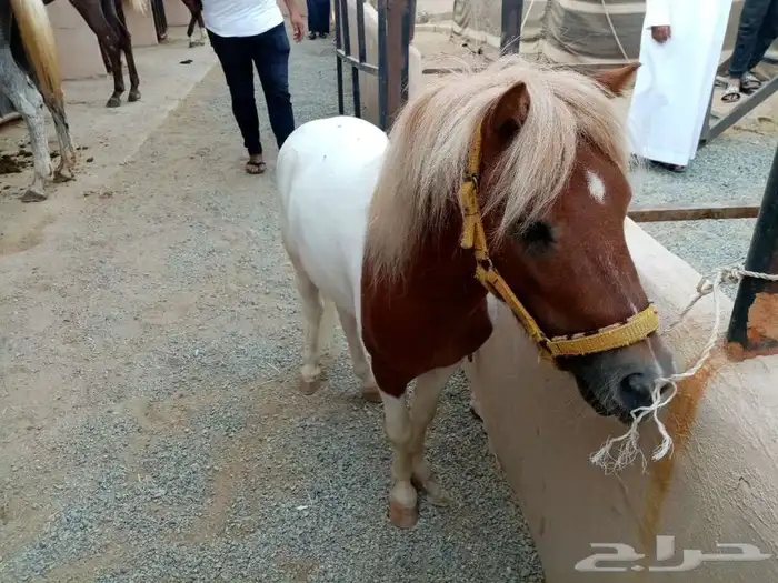 خيل و السيسي لايجار 37