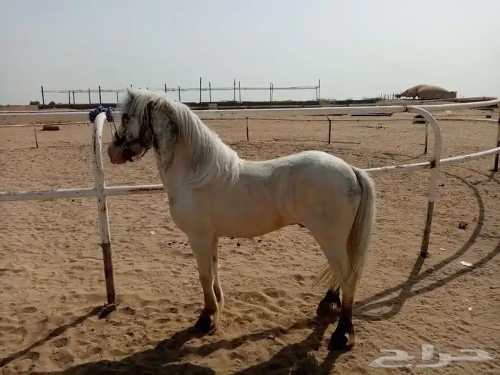 تاجير خيل و السيسي و البوني و العب الطفال 45