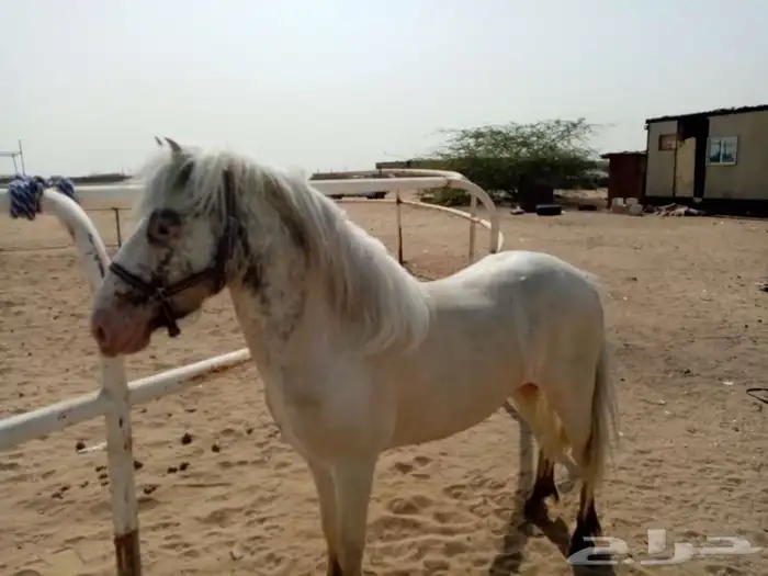 خيل و السيسي لايجار 33