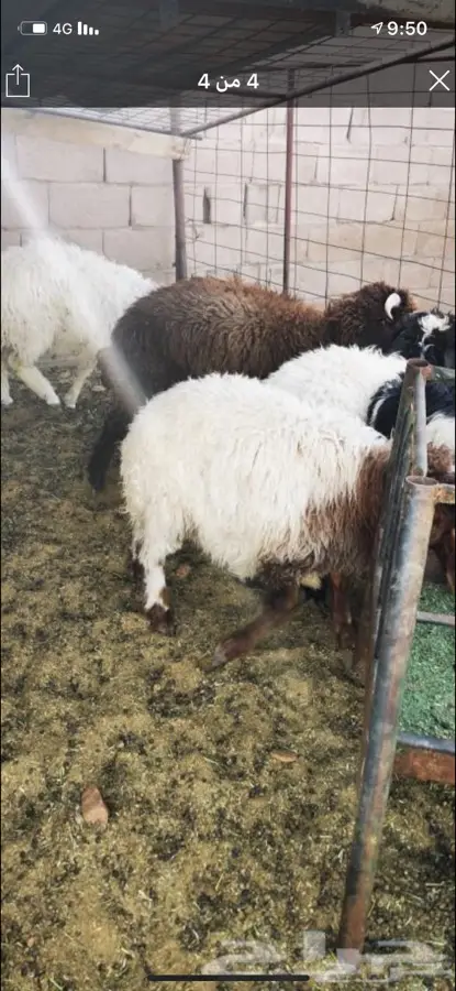 ذبايح خروف ورخله 0