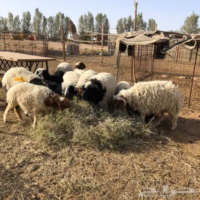 ذبايح خروف ورخله 1