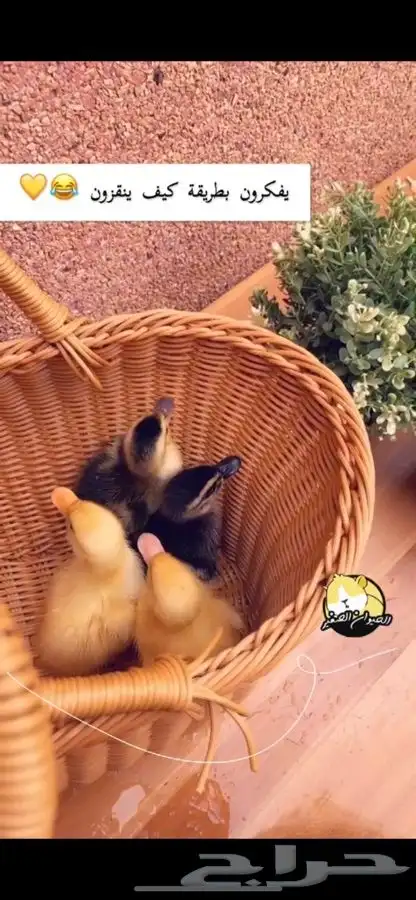 بط صغير. متوفر تمارا 2