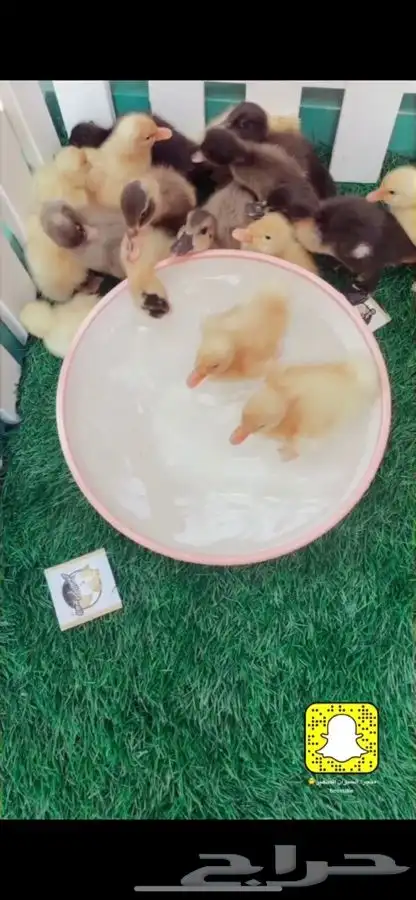 بط صغير. متوفر تمارا 5