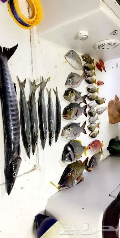 قوارب ابوات بوت قارب لمالديف جدة بياضة صيد وسباحة نزهة 14