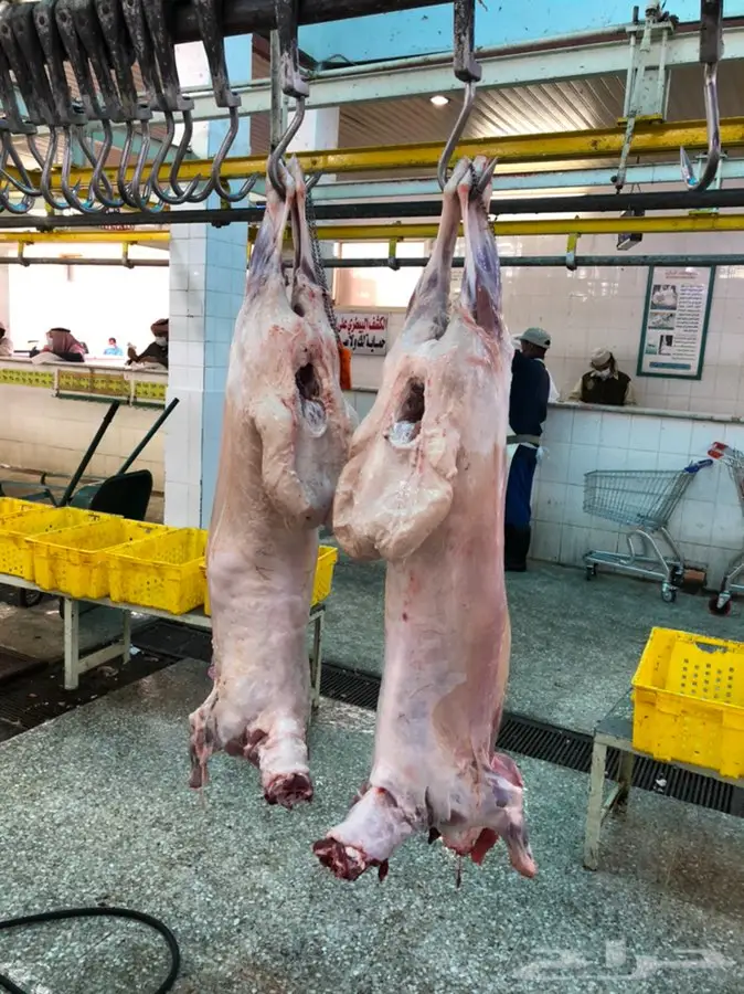 يوجود ذبايح 0