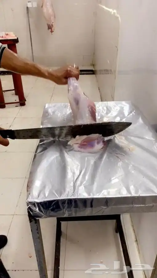 طليان رخال ...ذبيحة ...ذبايح حري 0