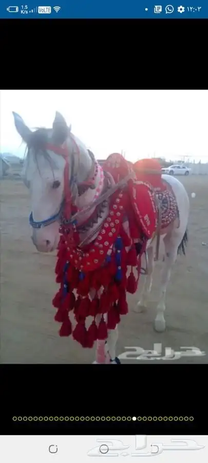تاجير دبابات و خيل 10