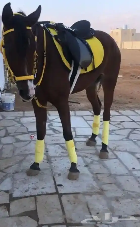 تاجير دبابات و خيل 9