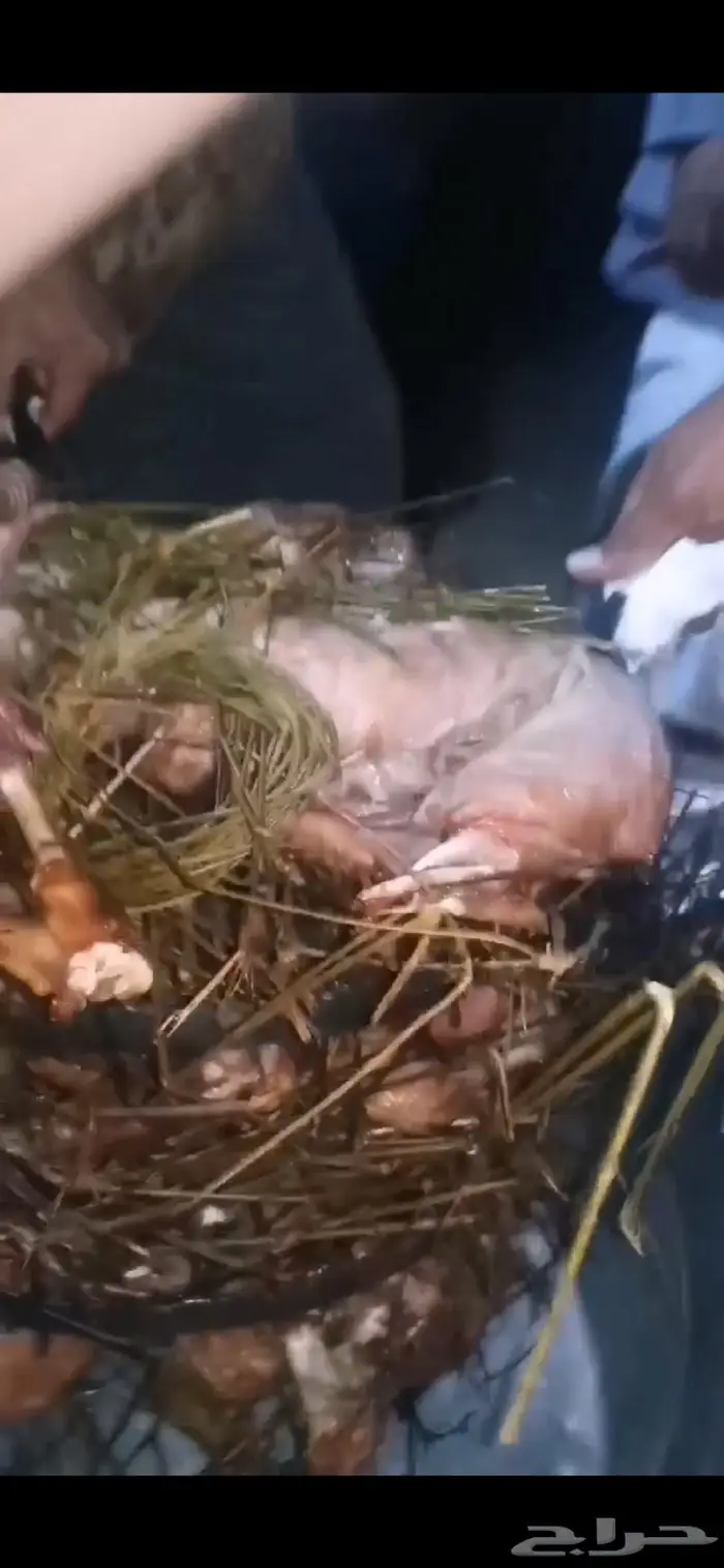 طباخ حنيذ على اصوله شغل بيت 1