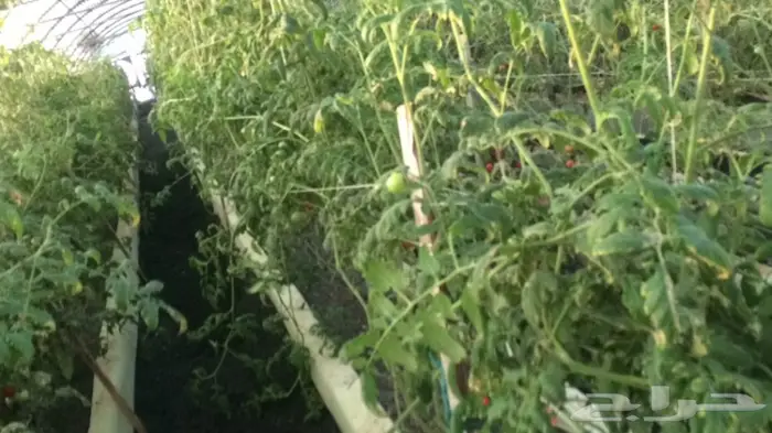 بيوت محمية زراعة مائية 57