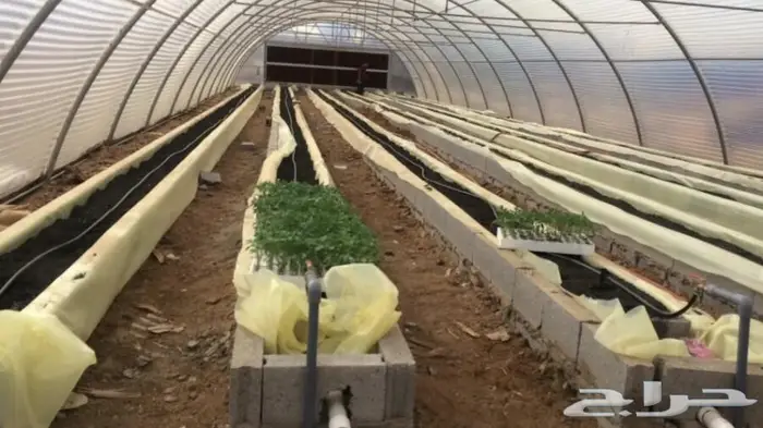 بيوت محمية زراعة مائية 59