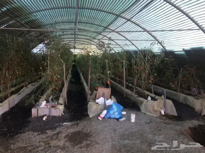 بيوت محمية زراعة مائية 55