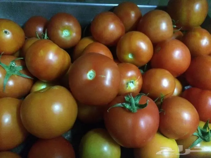 بيوت محمية زراعة مائية 58