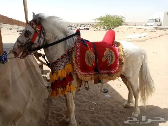 تاجير دبابات و خيل 15