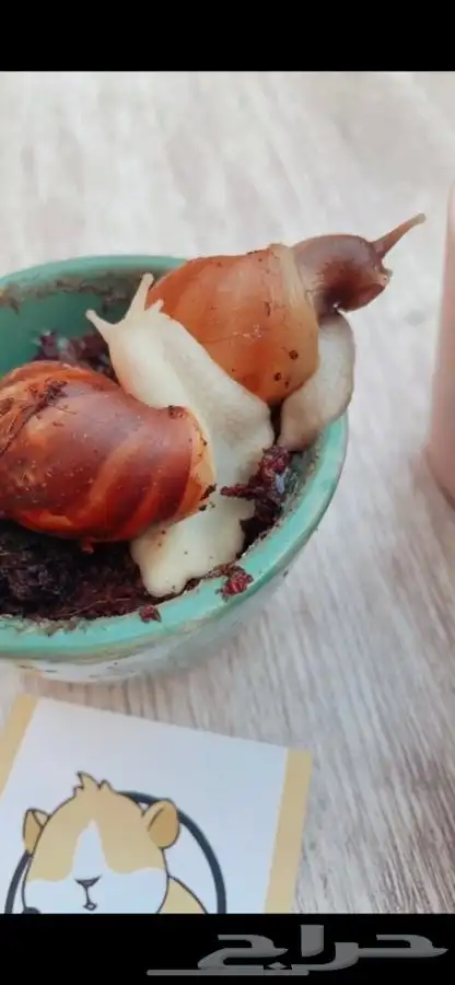 حلزون الافريقي العملاق متوفر تمارا 1