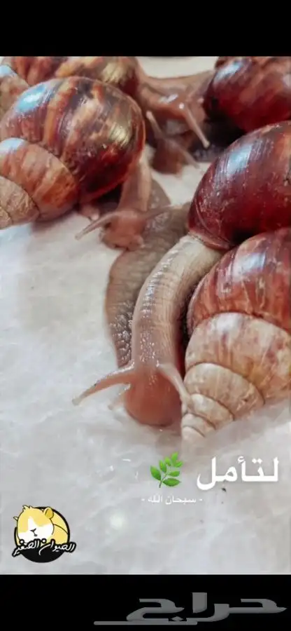 حلزون الافريقي العملاق متوفر تمارا 2