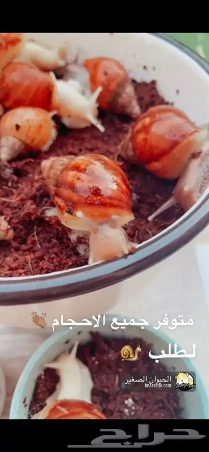 حلزون الافريقي العملاق متوفر تمارا 0