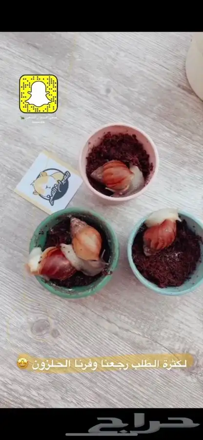 حلزون الافريقي العملاق متوفر تمارا 3