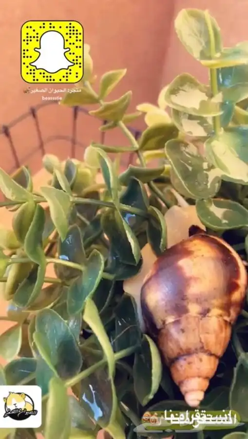 حلزون الافريقي العملاق متوفر تمارا 6