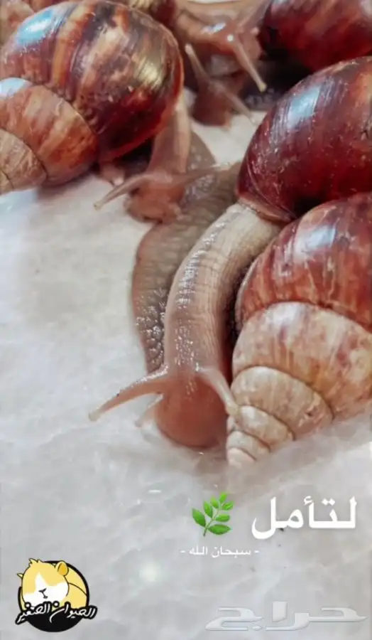 حلزون الافريقي العملاق متوفر تمارا 4