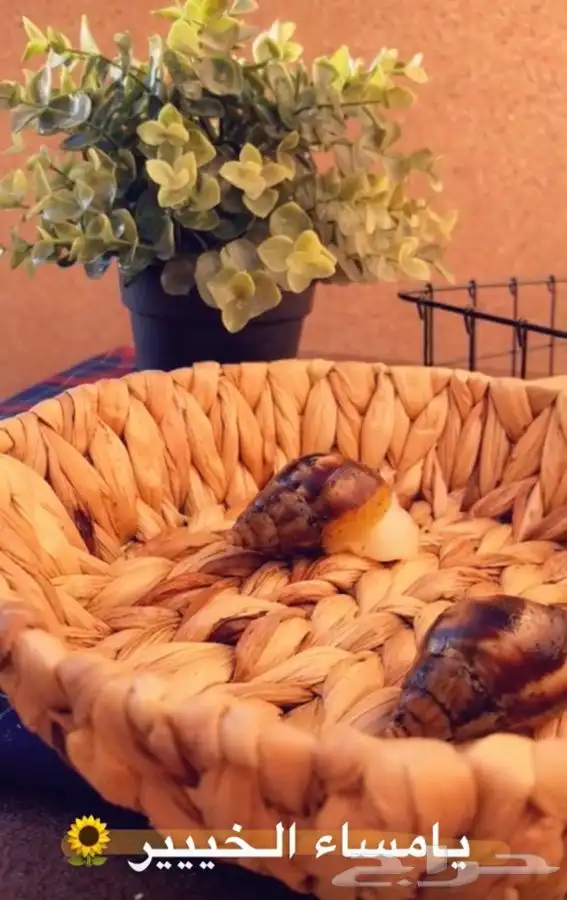 حلزون الافريقي العملاق متوفر تمارا 5