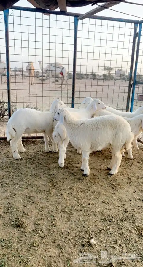 ذبائح الطائف 0