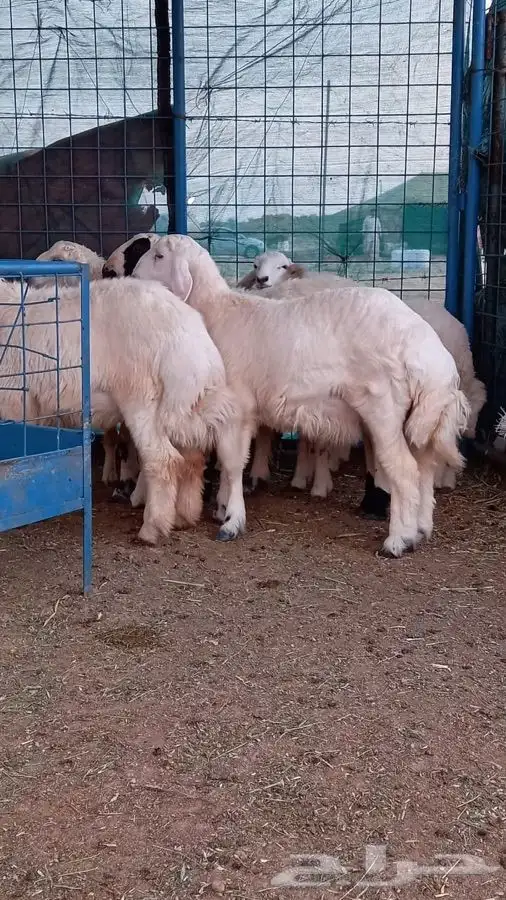 ذبائح الطائف 2