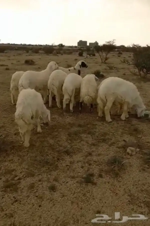 ذبائح الطائف 1