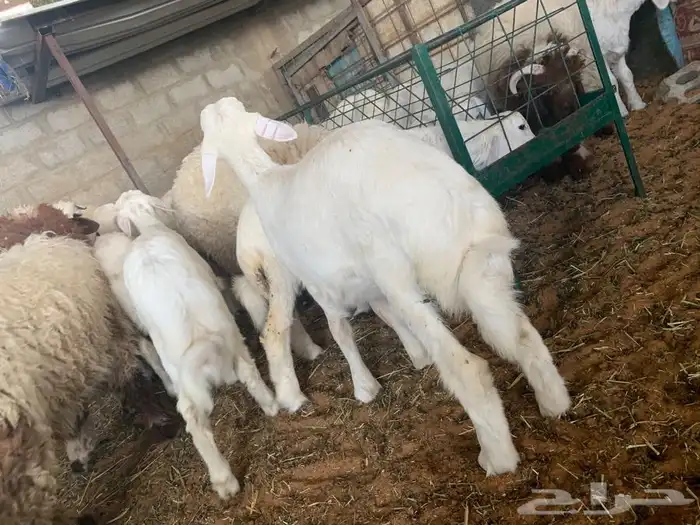 ذبايح نعيمي نجدي حري تيوس يوجد خدمه ذبح وتوصيل 1