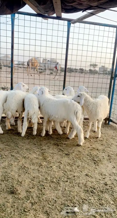 ذبايح بريه 1
