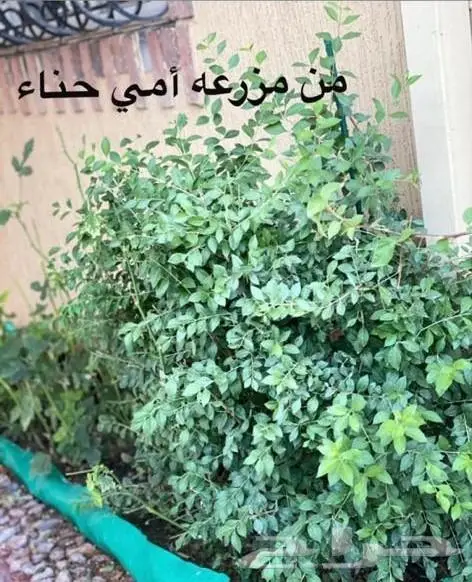 حناء مزرعة ام نواف الطبيعية 0