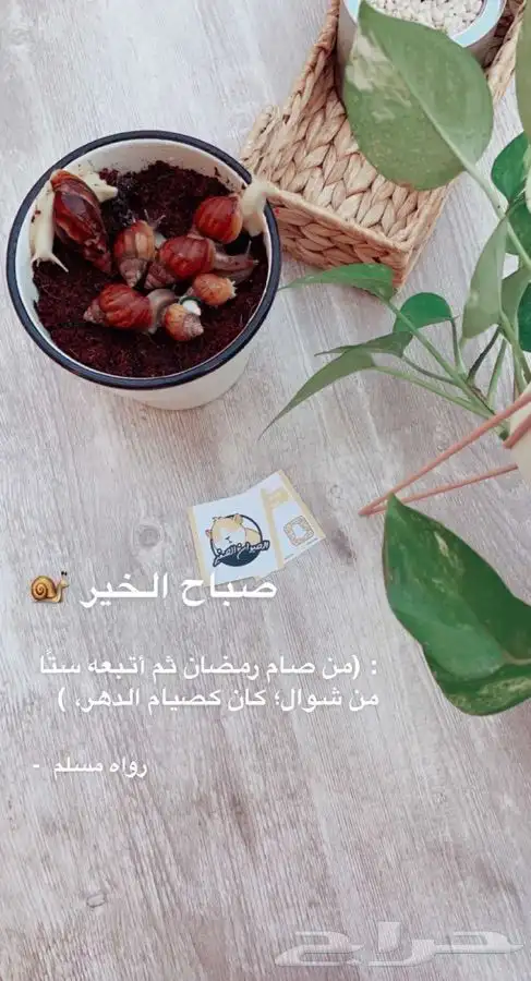 حلزون الافريقي العملاق متوفر تمارا 6