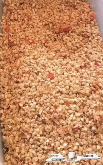 فلفل شقراء 4