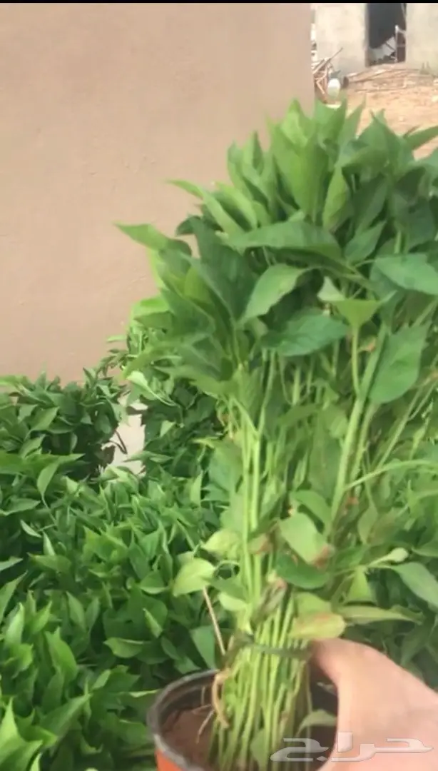 شتلات فلفل شقراء للبيع 2