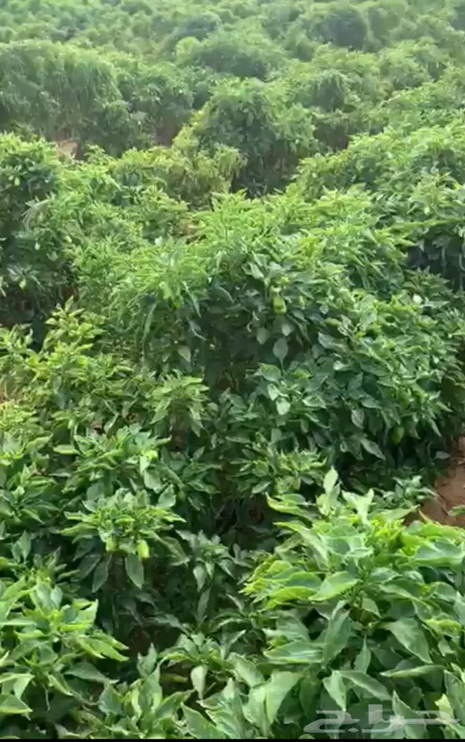 شتلات فلفل شقراء للبيع 4