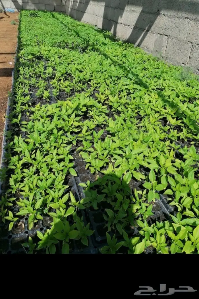 بذورفلفل شقراء 6