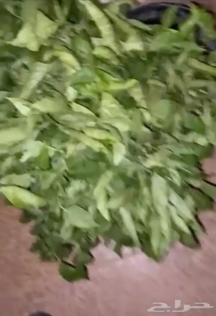 بذورفلفل شقراء 3