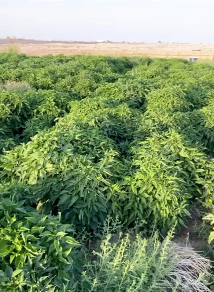 فلفل شقراء 2